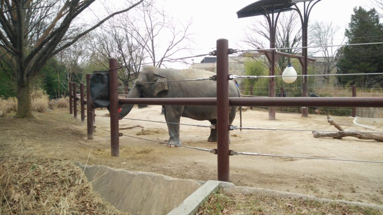 Elephant at National Zoo